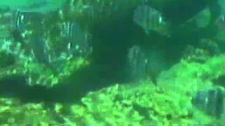 Sesame Street - I'm a Manatee