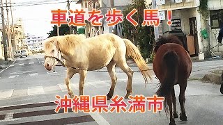 preview picture of video '沖縄県糸満市・車道に大きな馬！さすが沖縄です！'