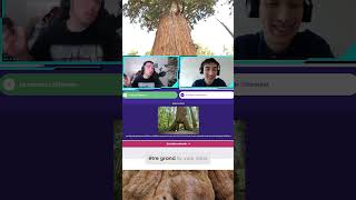 Plus grand arbre