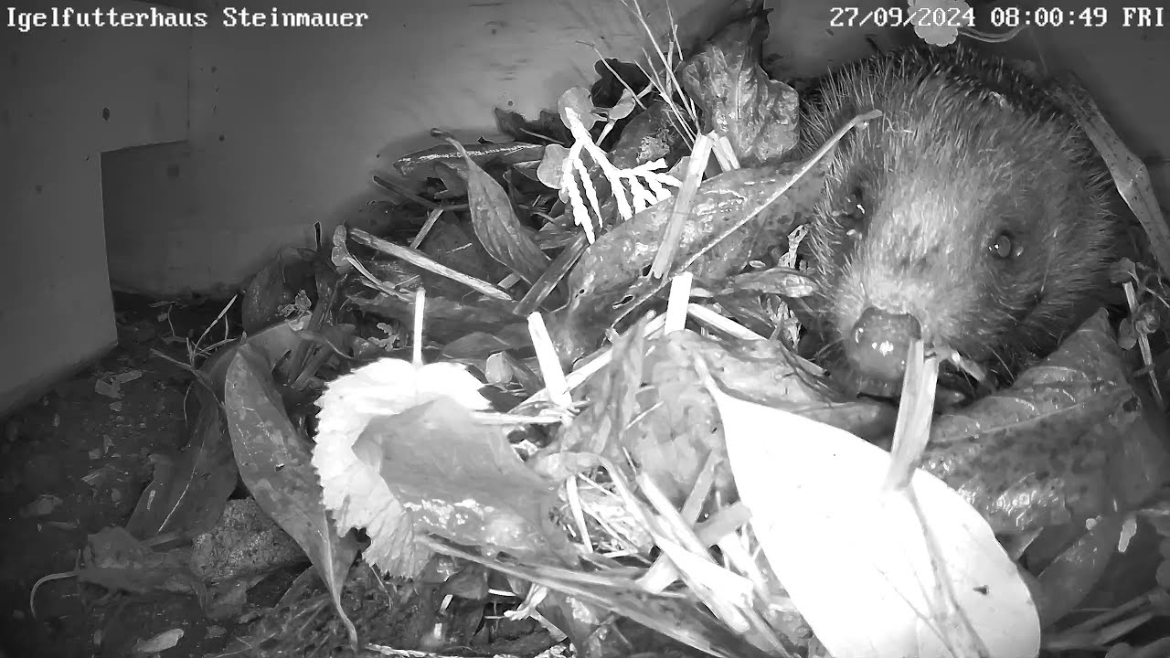 Igel baut sich ein Schlafnest im Futterhaus! | 27.09.2024
