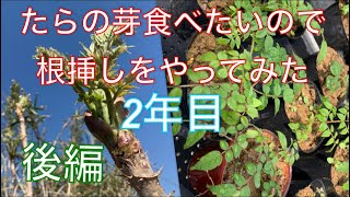《山菜》たらの芽食べたいので根挿しやってみた！2年目　苗を作りたい編後編