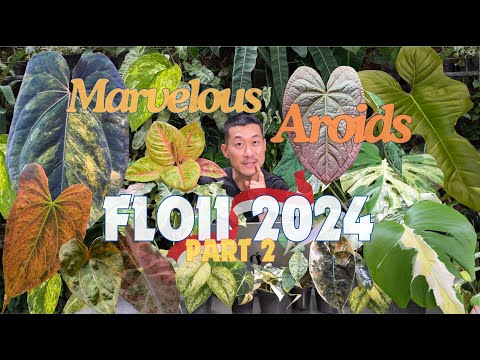 TRENDING 🔥🪴 Exotic AROIDS Of Indonesia 🇮🇩 FLOII Plant Show | Part 2