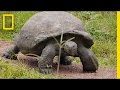 World S Biggest Tortoise Can Live Up To 120 Years National Geographic