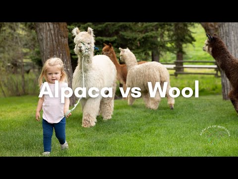 Alpaca Vs Wool