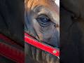 Cow crying 🐂😢💔🥹 #short #youtubeshorts #shortvideo #cow
