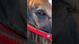 Download lagu Cow crying 🐂😢💔🥹 #short #youtubeshorts #shortvideo #cow mp3 Download lagu Cow crying 🐂😢💔🥹 #short #youtubeshorts #shortvideo #cow mp3