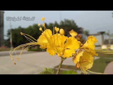 Beautiful flower of NSTU