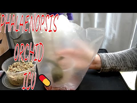 Phalaeonopsis orchid recovery project - Part 1