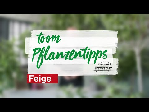 toom Pflanzentipps: Feigen | toom Baumarkt