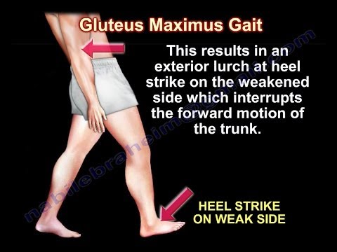 Gluteus Maximus Gait - Everything You Need To Know - Dr. Nabil Ebraheim