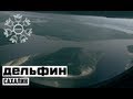 Дельфин - Сахалин / Dolphin - Sakhalin 