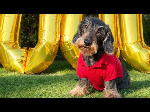 Teddy the Dachshund – We Are 10,000 Friends ❤️