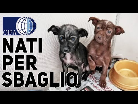 Vermi a bambini in lingua Come liberarsi da parassiti in un corpo umano Elena Malysheva