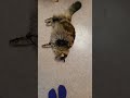 стаж работы... #приколы #барси #шортс #подпискалайк #cat #кошка #видео #пенсия