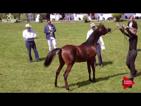 N.38 CAROL EL JYAR - Ströhen 2017 C-Show - Yearling Colts (Class 6)
