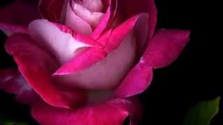 A La Distancia De Un Te Quiero Gilberto Santa Rosa