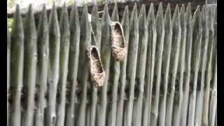 Ethnographic Open-Air Museum in Riga, Latvia