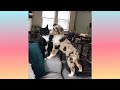 13 Seconds Of Cuteness Mini Aussie And Tuxedo Cat Play Fighting