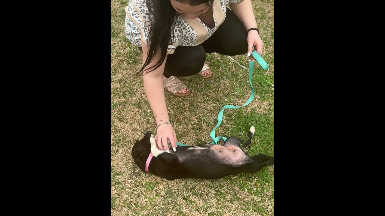 Enlarge Gidget, a Adoptable Chiweenie in Salem, VA video 5/5