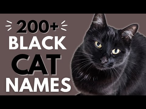 200+ Brilliant BLACK Cat Names ⚫ | Boy & Girl Black Cat Names