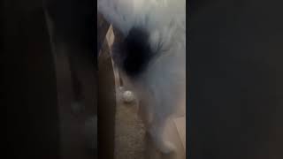 Video preview image #1 Chihuahua-Unknown Mix Puppy For Sale in Visalia, CA, USA