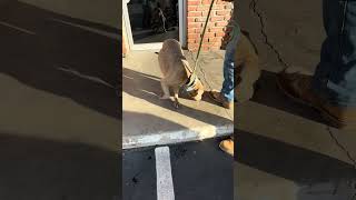 Video preview image #1 Mutt Puppy For Sale in Woodland Hills, CA, USA