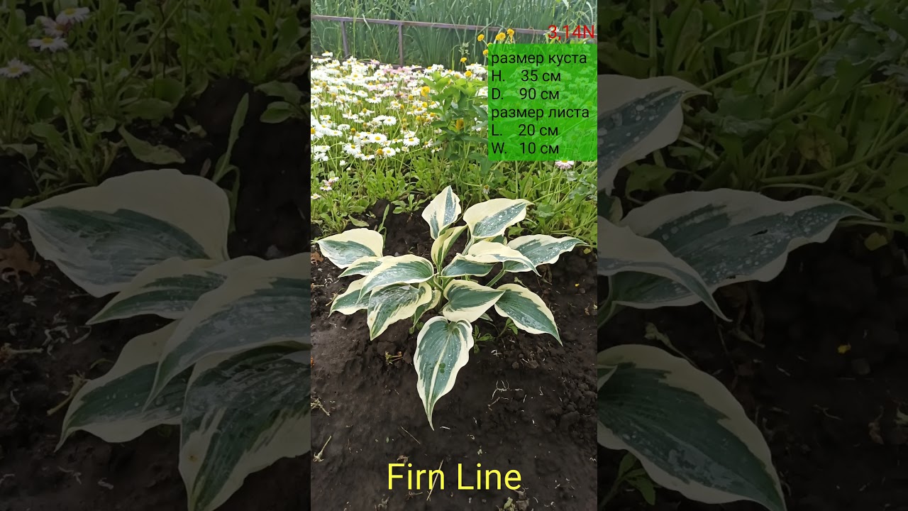 хоста Firn Line