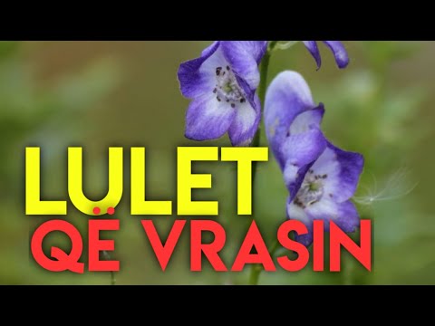 LULET qe ju sjellin VDEKJEN