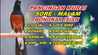 Download lagu Pancingan Murai Batu Full Isian Tembakan, 100% Bikin Murai batu bongkar isian mp3