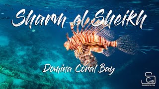 Видео об отеле Domina Coral Bay Elisir Hotel, 1