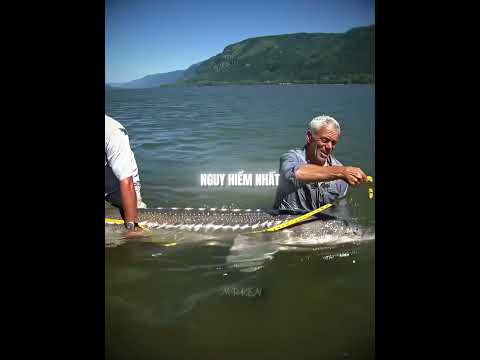 Vì Sao River Monsters Kết Thúc