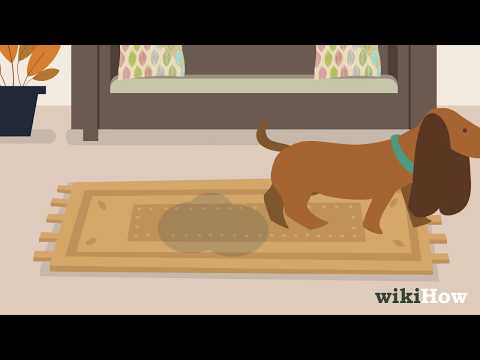 YouTube video about: How can I remove dog urine smell from carpet?