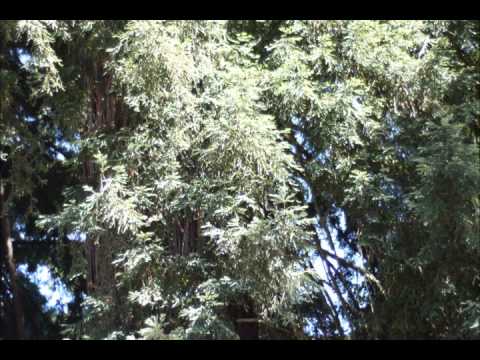 हार की जीत - सुदर्शन की कहानी