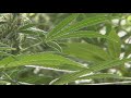 DOJ reclassifies marijuana in new proposal