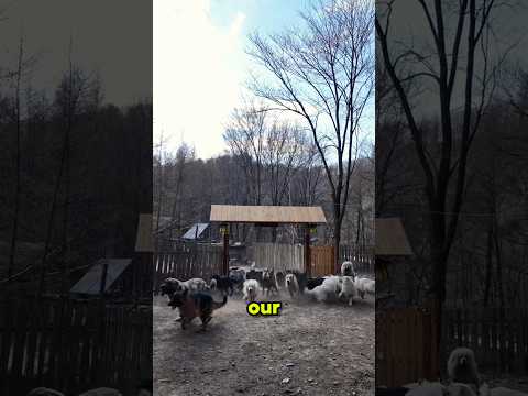 The owner left home to die, then all the dogs came together to save the owner's life.😱💔#usa #dogs
