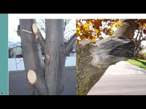 How to Prune Landscape Trees and Shrubs