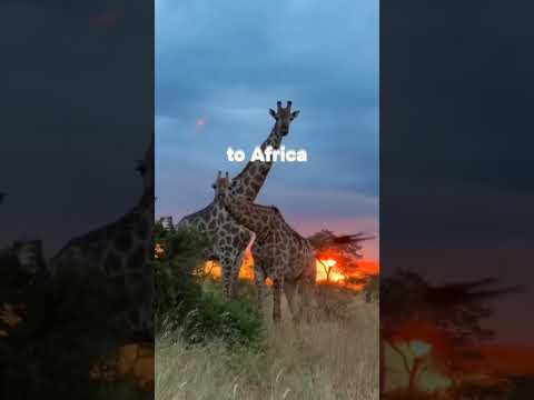 On The Floor - Jennifer Lopez feat. Pitbull ●Ahestetic edit ● ( LYRICS )