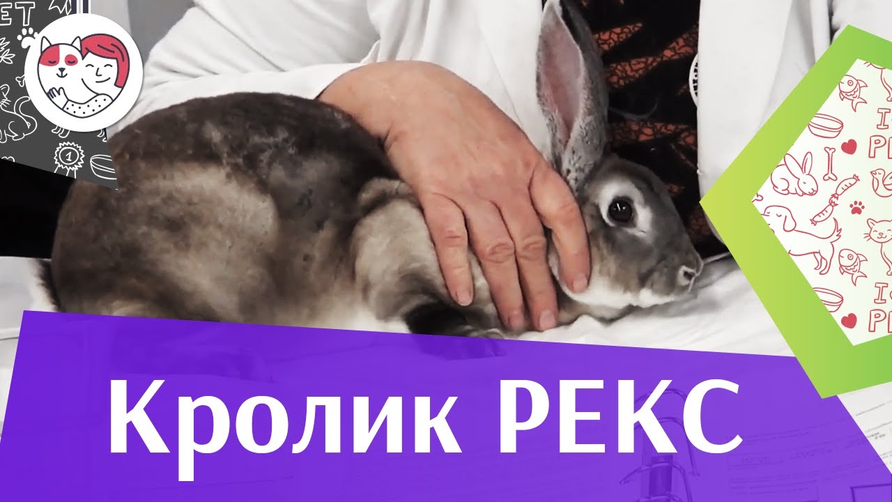 Кролик рекс на ilikepet