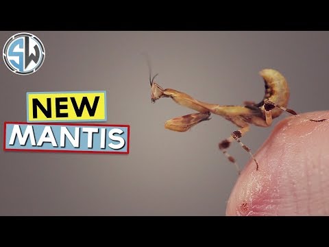 My new praying mantises