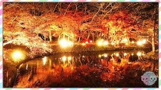 BEAUTIFUL FALL FOLIAGE TEMPLES AT NIGHT IN KYOTO JAPAN 🌸 AUTUMN COLORS, TRAVEL IDEAS