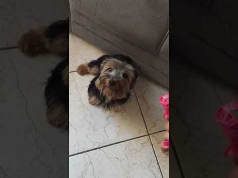 Ela comeu meu batom!