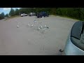 Seagulls Feeding On French Fries