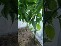 Hot Peppers 🥰 #fruit #vegan #food #cute #peppers
