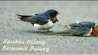 Download lagu KASIHKU YANG HILANG.Desi Ratna Sari. lirik lagu mp3