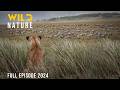 WILD SERENGETI Rulers Of Ndutu Grumeti And Olduvai Animaldocumentary Wild Nature