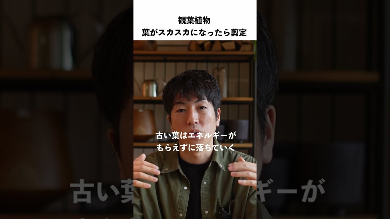 観葉植物の剪定