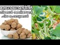 ശരിക്കും ഏതാണ് സോയാബീൻ | Facts about soya bean and soya chunks malayalam | soybe