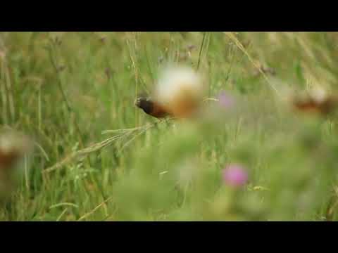 Kňažík bradatý (Sporophila ruficollis) — video o speve a chove