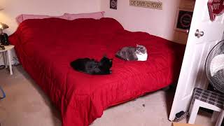 WORLD OF DREAM ❤️ Microfiber Comforter - Review ✅