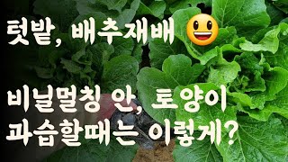 배추 